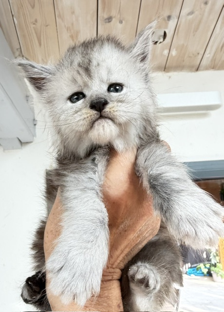 Banquise Chantilly Chatterie MAKATEA Maine Coon