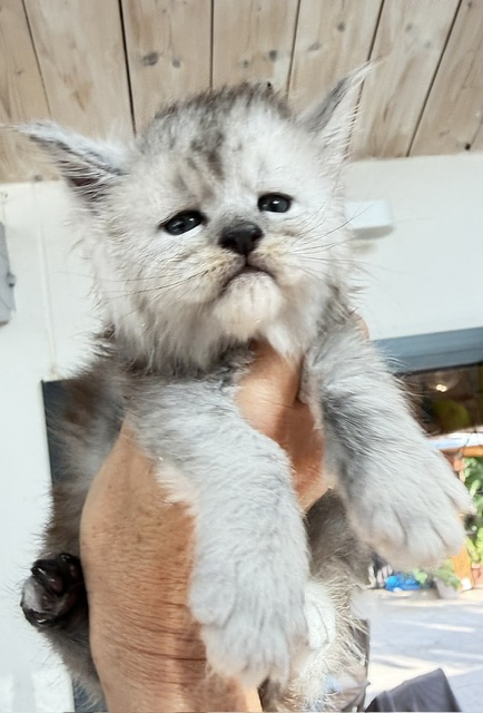Banquise Chantilly Chatterie MAKATEA Maine Coon