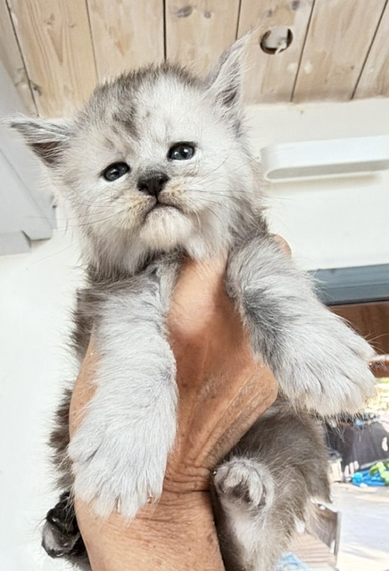 Banquise Chantilly Chatterie MAKATEA Maine Coon