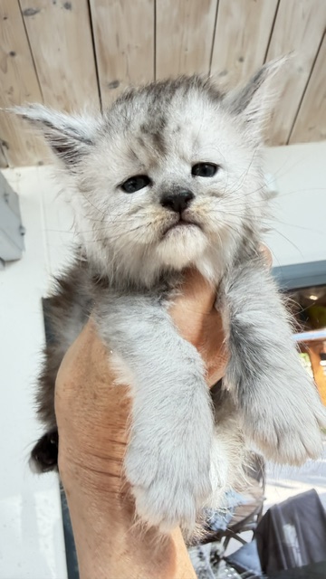 Banquise Chantilly Chatterie MAKATEA Maine Coon