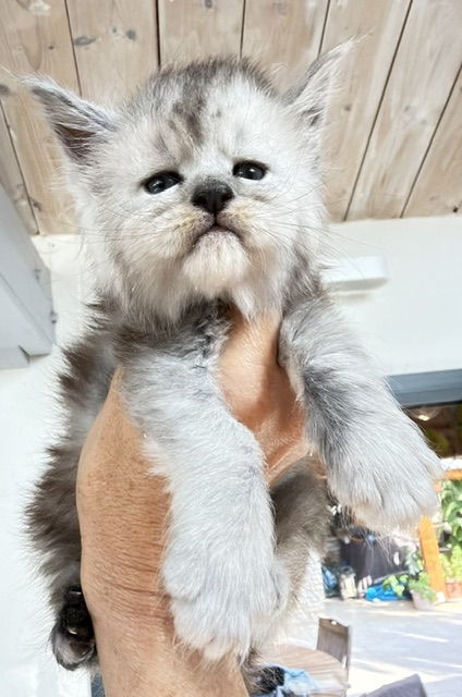 Banquise Chantilly Chatterie MAKATEA Maine Coon