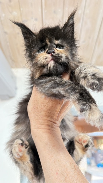 Berry Honeybee Chatterie MAKATEA Maine Coon
