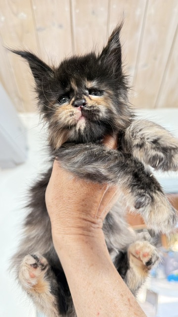 Berry Honeybee Chatterie MAKATEA Maine Coon