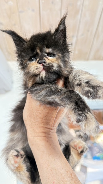 Berry Honeybee Chatterie MAKATEA Maine Coon