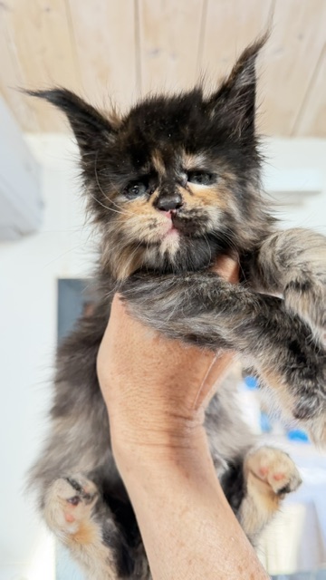 Berry Honeybee Chatterie MAKATEA Maine Coon