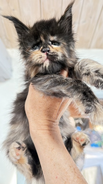Berry Honeybee Chatterie MAKATEA Maine Coon