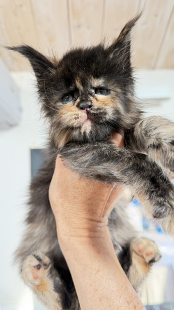 Berry Honeybee Chatterie MAKATEA Maine Coon