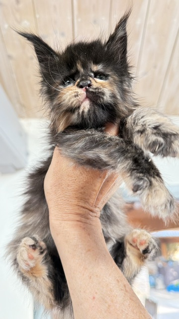 Berry Honeybee Chatterie MAKATEA Maine Coon