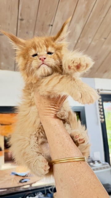 Big Red Chatterie MAKATEA Maine Coon