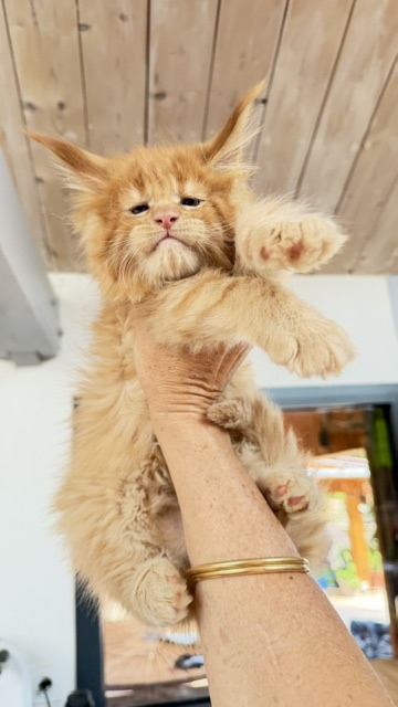 Big Red Chatterie MAKATEA Maine Coon