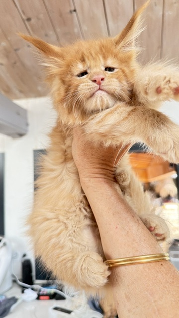 Big Red Chatterie MAKATEA Maine Coon