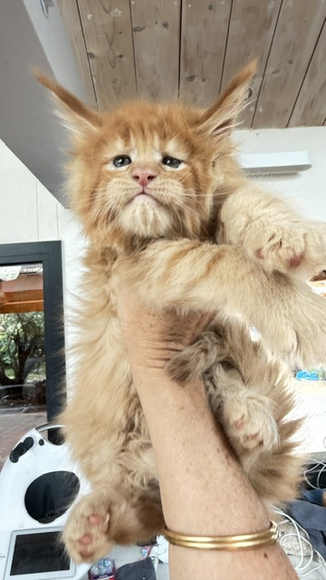 Big Red Chatterie MAKATEA Maine Coon
