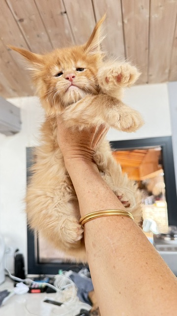 Big Red Chatterie MAKATEA Maine Coon