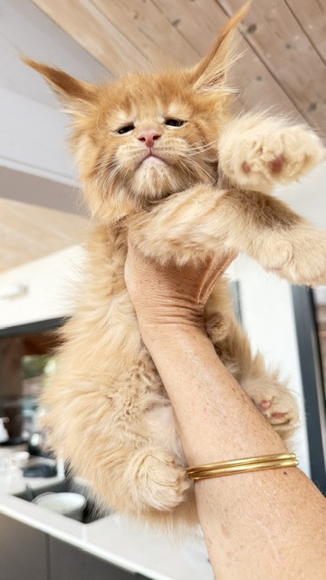 Big Red Chatterie MAKATEA Maine Coon