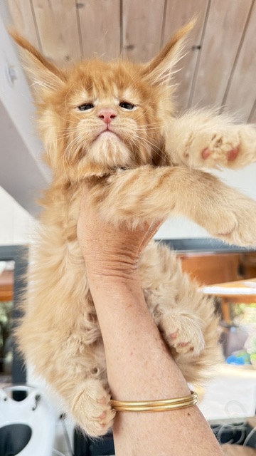 Big Red Mâle Maine coon né le 03/06/2026. Chatterie Maine coon Makatea