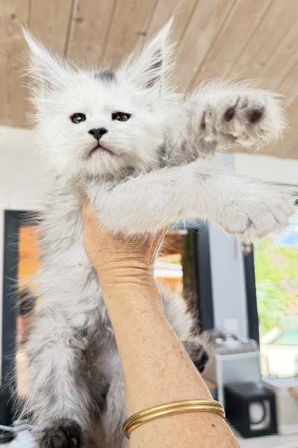 Billabong Chatterie MAKATEA Maine Coon