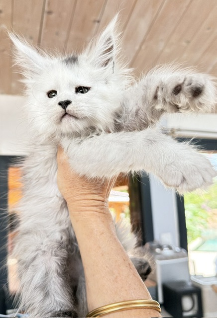 Billabong Chatterie MAKATEA Maine Coon