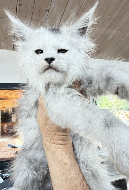 Billabong Chatterie MAKATEA Maine Coon