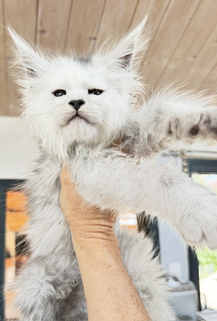 Billabong Chatterie MAKATEA Maine Coon