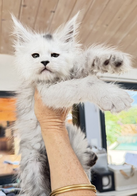 Billabong Chatterie MAKATEA Maine Coon