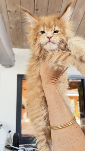 Big Biscuit Chatterie MAKATEA Maine Coon