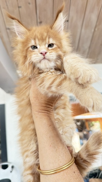 Big Biscuit Femelle Maine coon née le 03/06/2026.  En observation   Chatterie Maine coon Makatea