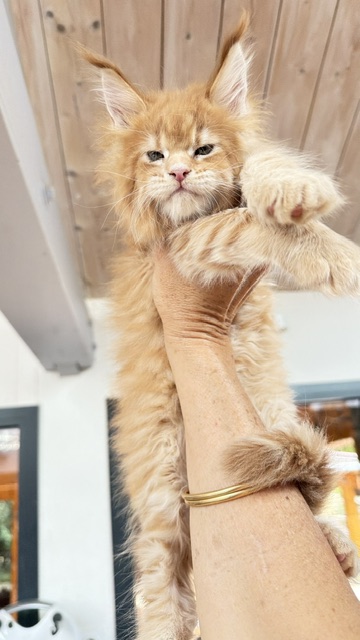 Big Biscuit Chatterie MAKATEA Maine Coon