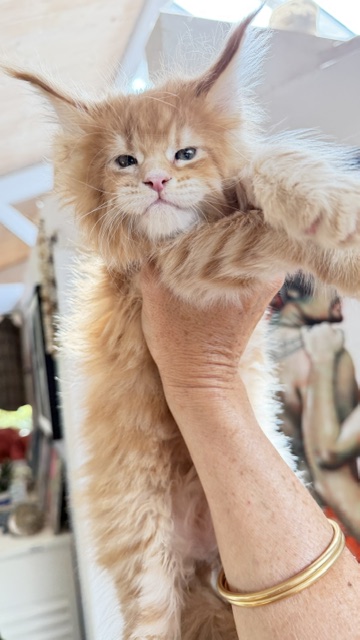 Big Biscuit Chatterie MAKATEA Maine Coon