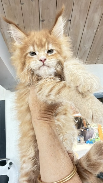 Big Biscuit Chatterie MAKATEA Maine Coon