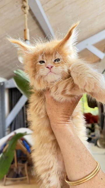 Big Biscuit Chatterie MAKATEA Maine Coon