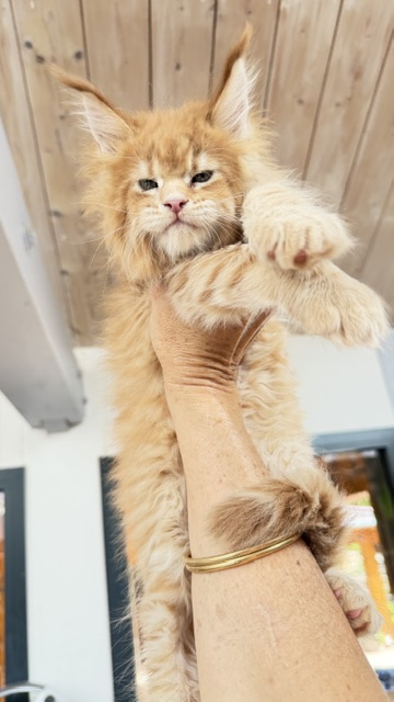 Big Biscuit Chatterie MAKATEA Maine Coon