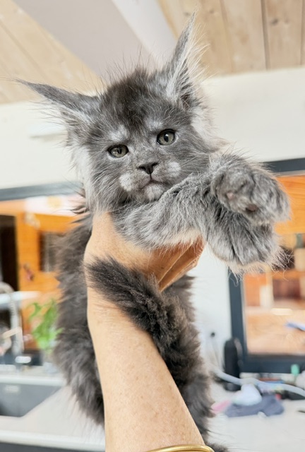 Blueberry Chatterie MAKATEA Maine Coon