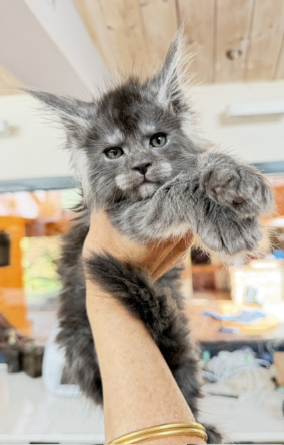 Blueberry Chatterie MAKATEA Maine Coon