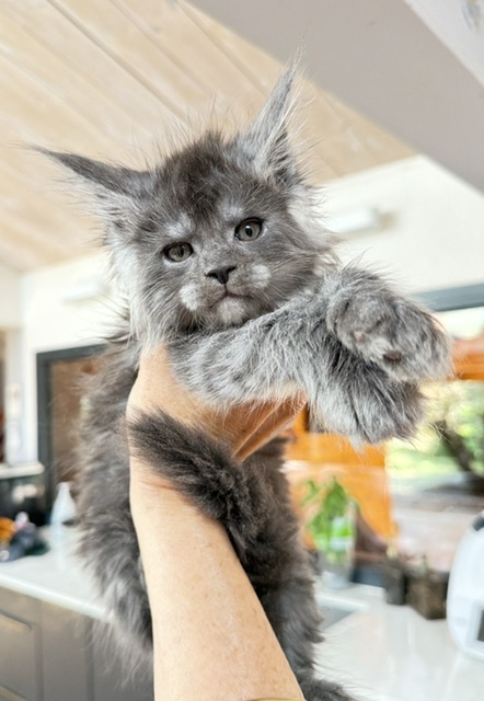 Blueberry Chatterie MAKATEA Maine Coon