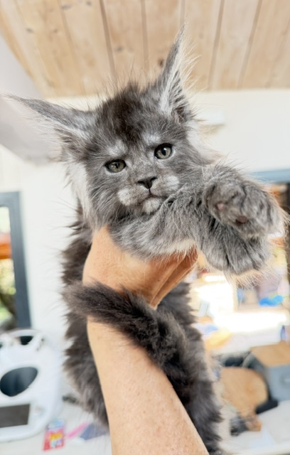 Blueberry Chatterie MAKATEA Maine Coon