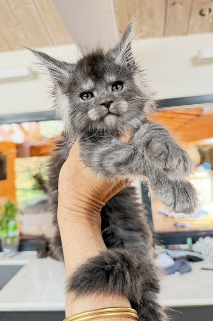 Blueberry Chatterie MAKATEA Maine Coon