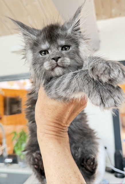 Blueberry Chatterie MAKATEA Maine Coon
