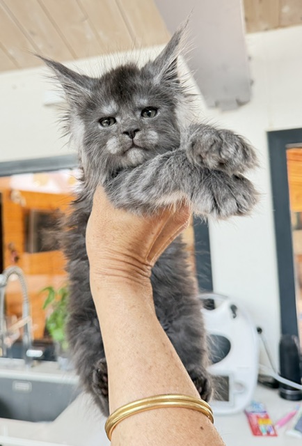 Blueberry Chatterie MAKATEA Maine Coon