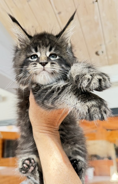 Boston Blaze Chatterie MAKATEA Maine Coon