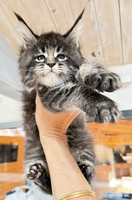 Boston Blaze Chatterie MAKATEA Maine Coon