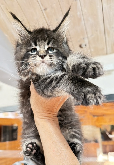Boston Blaze Chatterie MAKATEA Maine Coon