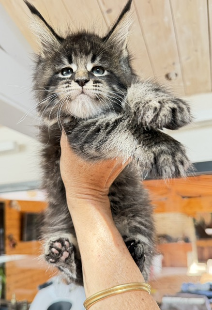 Boston Blaze Chatterie MAKATEA Maine Coon