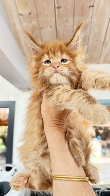 Bourbon Sunrise Chatterie MAKATEA Maine Coon