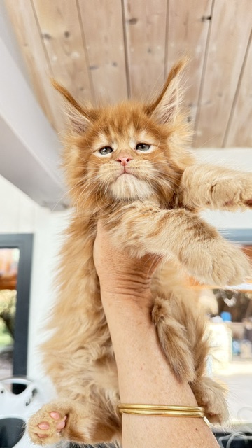 Bourbon Sunrise Chatterie MAKATEA Maine Coon