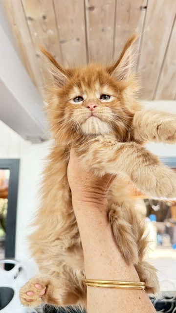 Bourbon Sunrise Chatterie MAKATEA Maine Coon