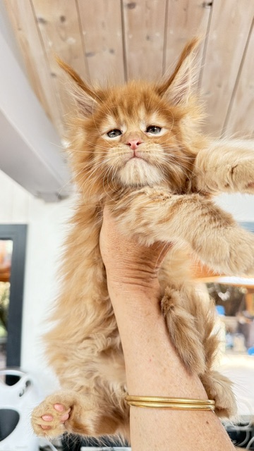 Bourbon Sunrise Mâle Maine coon né le 03/06/2026.     Chatterie Maine coon Makatea