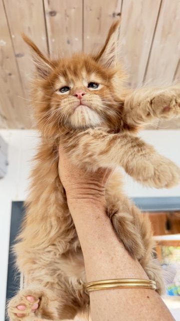 Bourbon Sunrise Chatterie MAKATEA Maine Coon