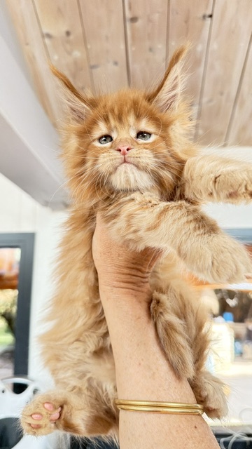 Bourbon Sunrise Chatterie MAKATEA Maine Coon