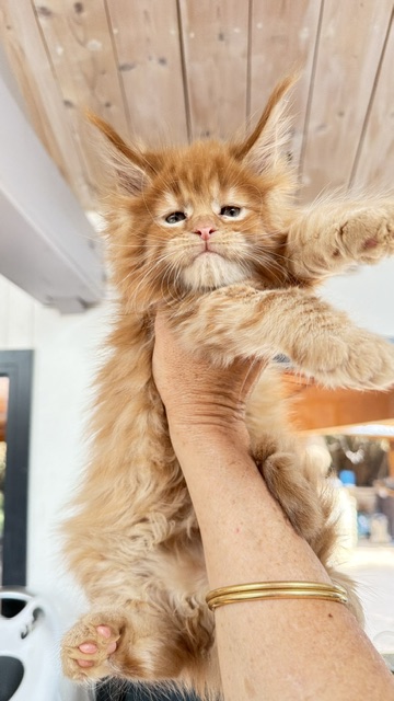 Bourbon Sunrise Chatterie MAKATEA Maine Coon