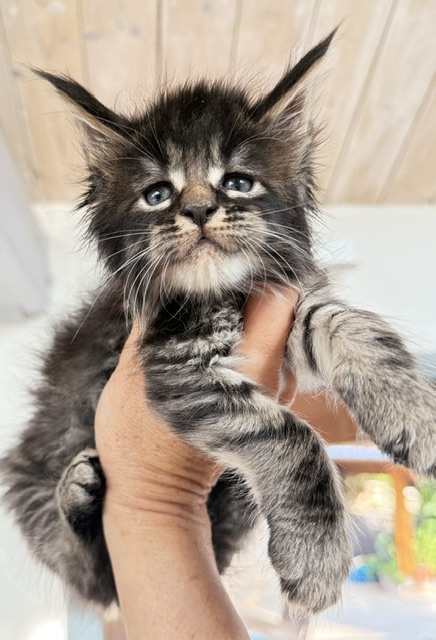 Buck Whiskey  Chatterie MAKATEA Maine Coon